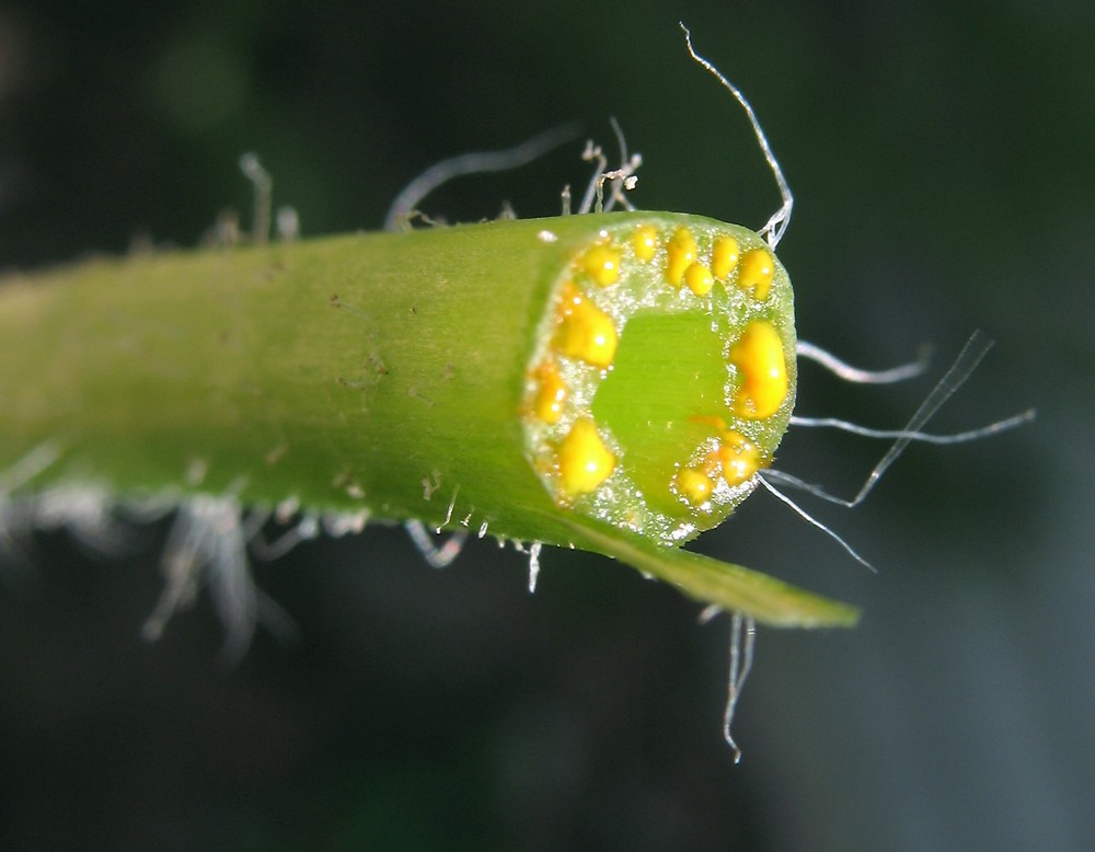 مامیران کبیر